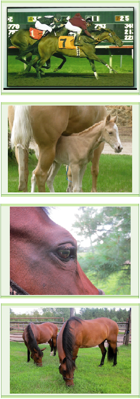 Biorn Corporation Equine Debt Collection Services